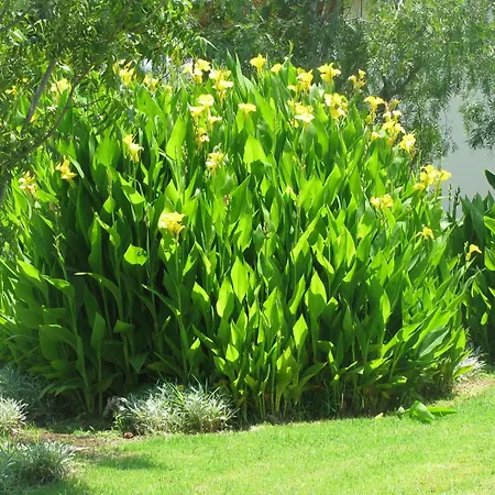 Secret Garden